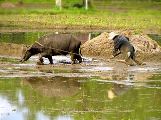 Image showing hard working thai with buffalo