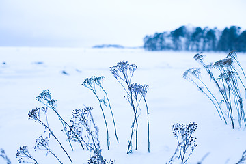 Image showing Winter landscape