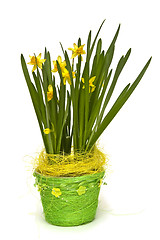 Image showing Daffodiles