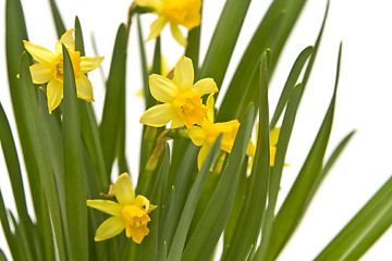 Image showing Daffodiles