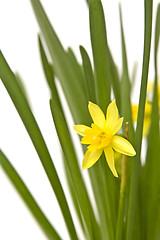 Image showing Daffodiles