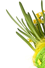 Image showing Daffodiles