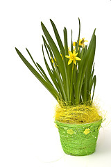 Image showing Daffodiles