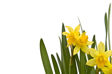 Image showing Daffodiles