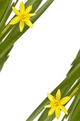 Image showing Daffodiles