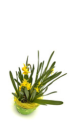 Image showing Daffodiles