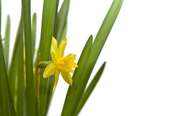 Image showing Daffodiles