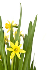 Image showing Daffodiles