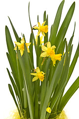 Image showing Daffodiles