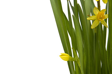 Image showing Daffodiles