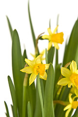 Image showing Daffodiles