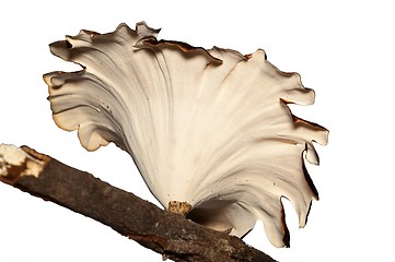 Image showing Tree mushroom isolated on white.