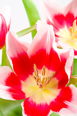 Image showing three pink tulips