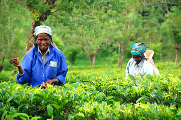 Image showing Two Tea Pickers 