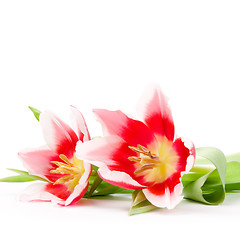 Image showing three pink tulips