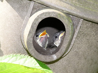 Image showing coal tits