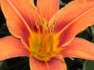 Image showing daylily