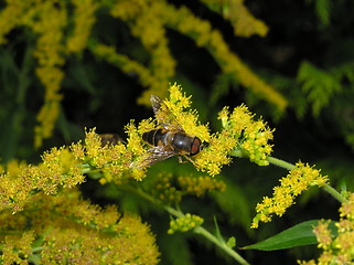 Image showing bee on goldenrod