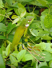 Image showing Variable Lizard