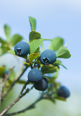 Image showing Wild blueberries