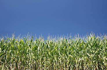Image showing Corn and sky