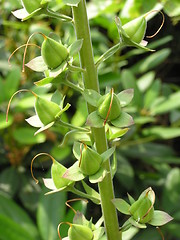 Image showing foxglove