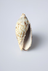 Image showing sea shell