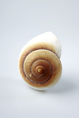 Image showing nautilus shell