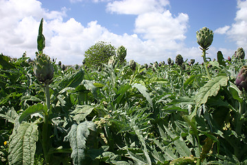 Image showing Artichoke crops in a field in Malta