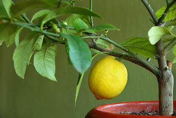 Image showing Lemon on lemon-tree
