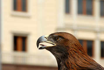 Image showing Brown Eagle on street