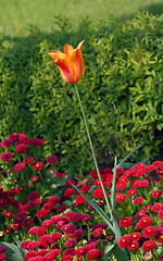 Image showing Orange tulip