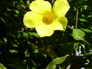 Image showing Yellow flower