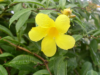 Image showing Caribbean flower