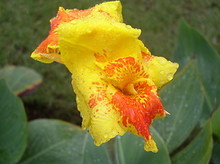 Image showing Tropical Flower