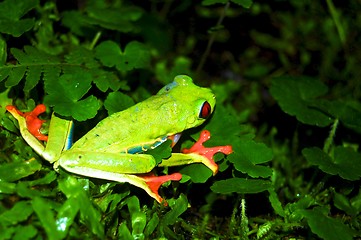 Image showing green frog