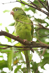 Image showing Bird