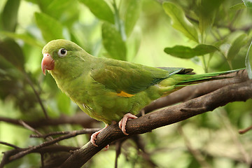 Image showing Bird2