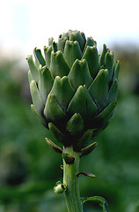 Image showing Artichoke crops in a field in Malta