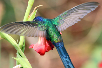 Image showing hummingbird