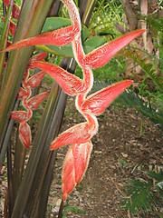 Image showing Caribbean flower