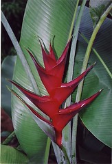Image showing Tropical plant