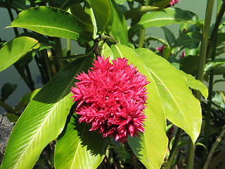 Image showing Exotic Flower