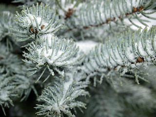 Image showing Pine closeup