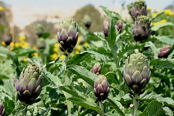 Image showing Artichoke crops in a field in Malta