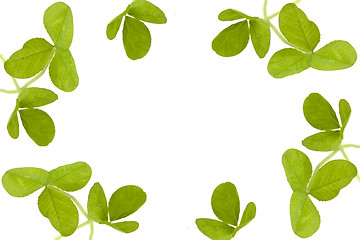 Image showing Shamrocks