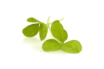 Image showing Shamrocks