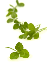 Image showing Shamrocks