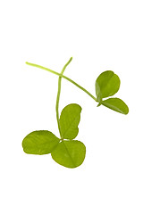 Image showing Shamrocks