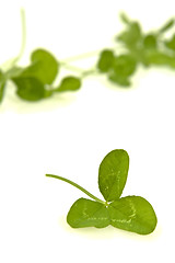 Image showing Shamrocks